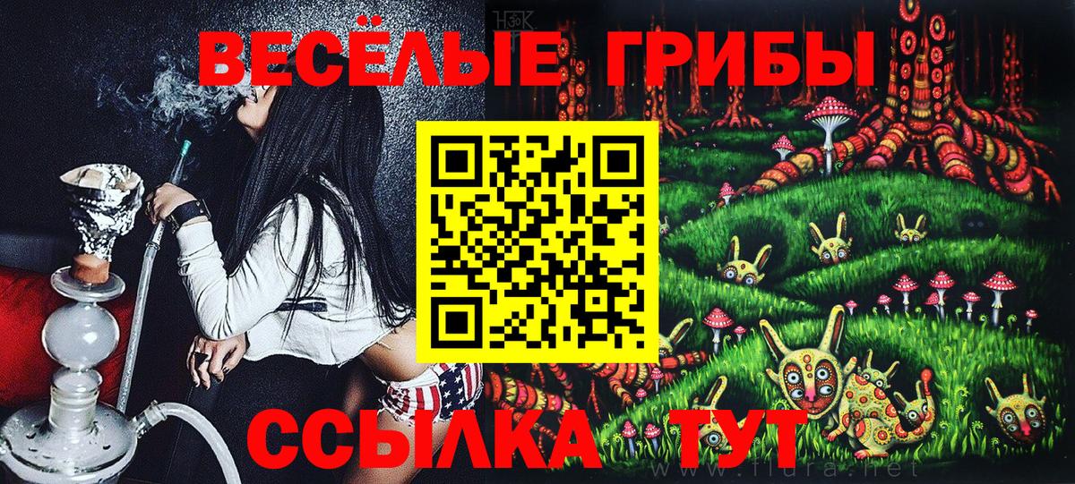 Галлюциногенные грибы Psilocybe Горно-Алтайск